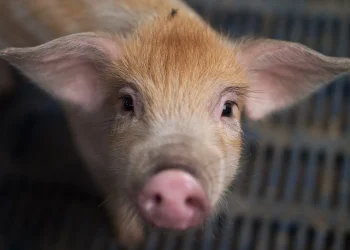 Researchers are training AI to interpret animal emotions